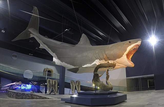 #6 How big was a Megalodon?